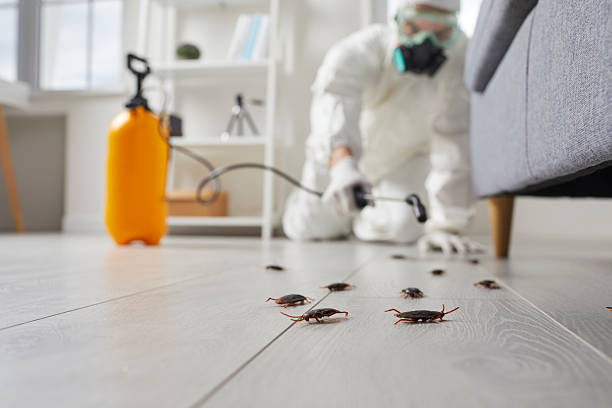 Post-Treatment Bed Bug Interceptor Monitoring in Summit